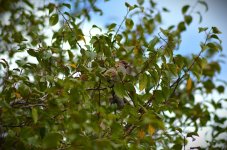 1758368744943.jpeg 1758368744943.jpeg