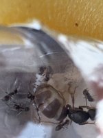 IMG_2495.jpeg IMG_2495.jpeg