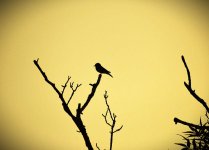 DSC_0224.JPG DSC_0224.JPG