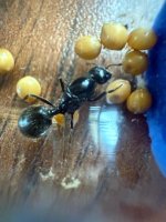 WhatsApp Görsel 2025-09-21 saat 12.54.05_2ad7e92d.jpg