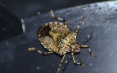 DSC_0245.JPG DSC_0245.JPG