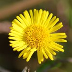 çiçek.JPG çiçek.JPG