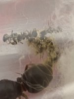 IMG_3955.jpeg
