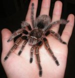 695px-Grammostola_rosea_Chilian_Rose_Hair_Tarantula.jpg