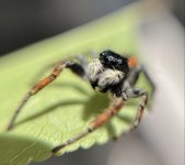 IMG_2992.jpeg