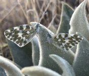 IMG_6395.jpeg