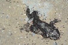 DSC_0420.JPG DSC_0420.JPG