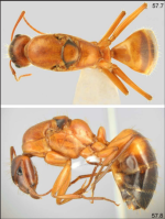 Camponotus samius q1