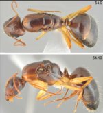 Camponotus jaliensis q.3