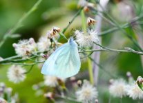 DSC_0406.JPG DSC_0406.JPG