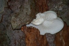 DSC_0472.JPG DSC_0472.JPG