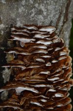 DSC_0483.JPG DSC_0483.JPG