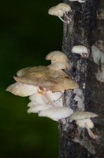 DSC_0485.JPG DSC_0485.JPG