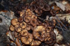 DSC_0486.JPG DSC_0486.JPG