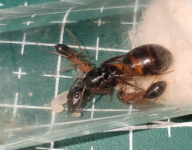 Ekran görüntüsü 2025-09-30 184653.png