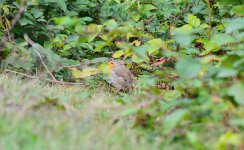 DSC_0508.JPG DSC_0508.JPG