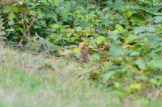 DSC_0511.JPG DSC_0511.JPG