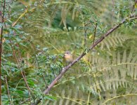 DSC_0517.JPG DSC_0517.JPG