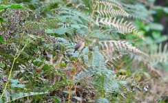 DSC_0530.JPG DSC_0530.JPG