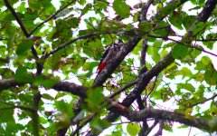 DSC_0559.JPG DSC_0559.JPG