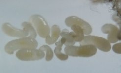 IMG_20220529_011118.jpg