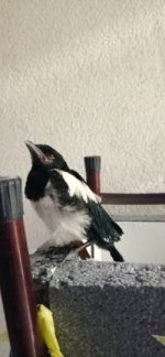 IMG_20220606_203650.jpg