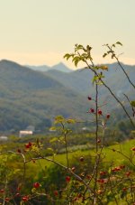 DSC_0439.JPG DSC_0439.JPG