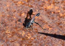 DSC_0542.JPG DSC_0542.JPG