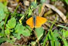 DSC_0554.JPG DSC_0554.JPG