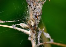 DSC_0536.JPG DSC_0536.JPG