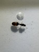 IMG_7437.jpeg