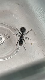 IMG_1668.jpeg
