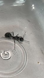 IMG_1667.jpeg