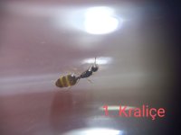 IMG_20251004_145131.jpg