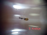 IMG_20251004_145517.jpg