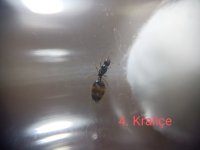 IMG_20251004_145818.jpg