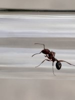 IMG_1554.jpeg