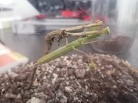 mantis.jpg
