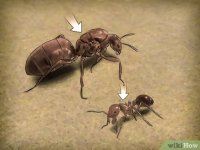 v4-460px-Identify-a-Queen-Ant-Step-4.jpg