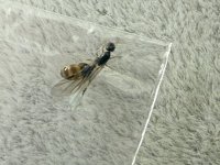 IMG_1724.jpeg