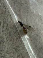 IMG_1721.jpeg