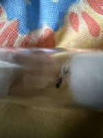 IMG_1770.jpeg