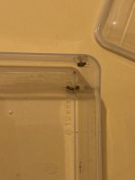 IMG_3621.jpeg