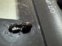 IMG_6324.jpeg