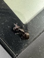 IMG_6323.jpeg