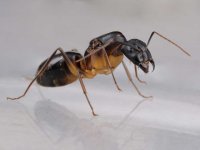 Camponotus-fellah-african-carpenter-carpenterant-queen-colony-ant-for-sale-buy-hangya-vásárlás...jpg