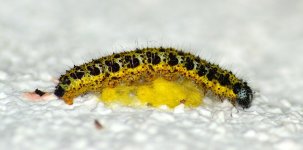 DSC_0089.JPG DSC_0089.JPG