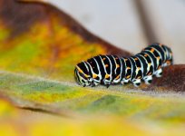 DSC_0093.JPG DSC_0093.JPG