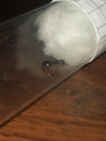 IMG_0933.jpeg