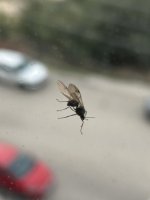 IMG_8429.jpeg